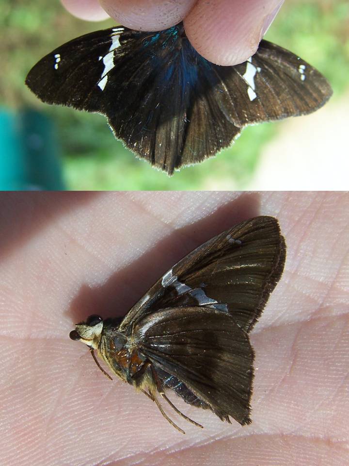 FIGURE 2e FIGURE 2e